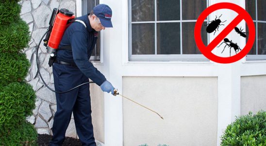 Boyalık Böcek İlaçlama böcek ilaçlama ve haşere kontrolü — ilaclama-tr.com